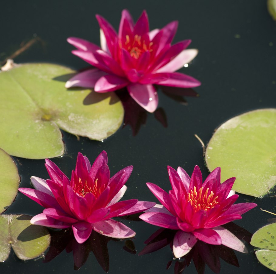 Нимфея глориоза