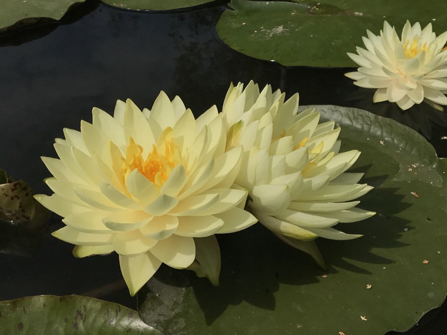 Нимфея розовая