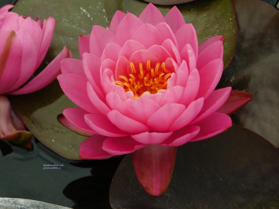 Кувшинка ‘James Brydon’