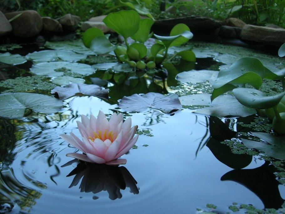 Нимфея растение