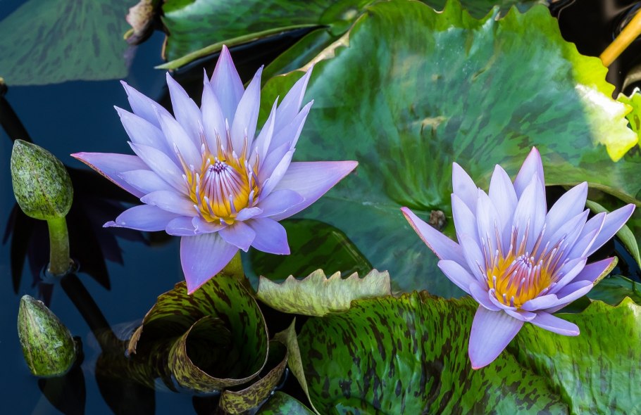Кувшинка четырехгранная - Nymphaea Tetragona Georgi