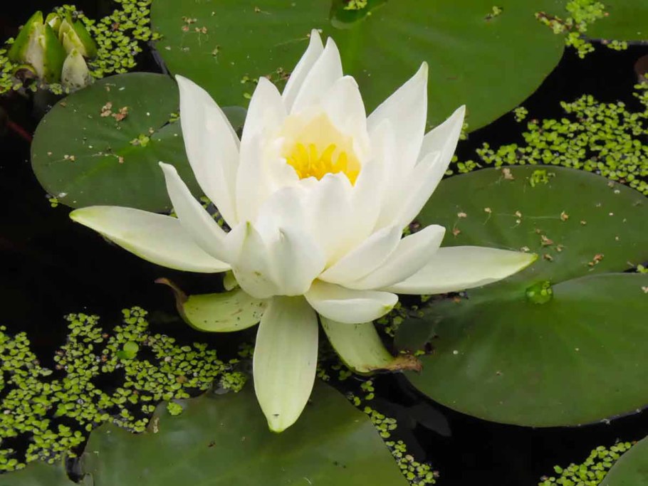 Розовые кувшинки — нимфеи