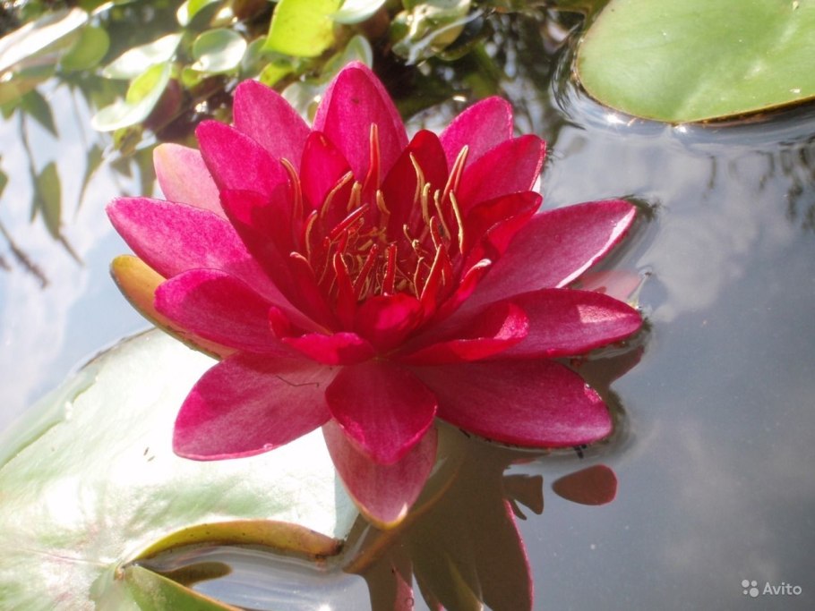 Водяная Лилия/Nymphaea