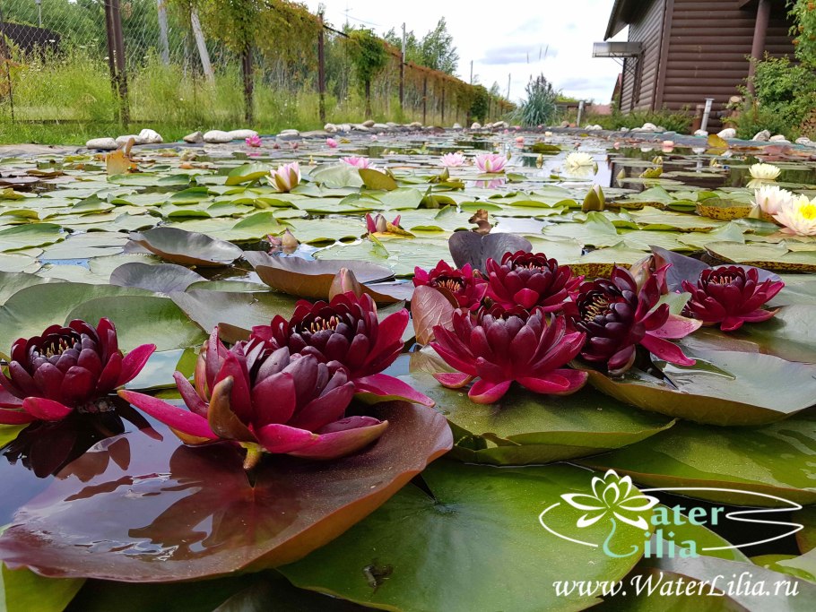 Нимфея черная принцесса