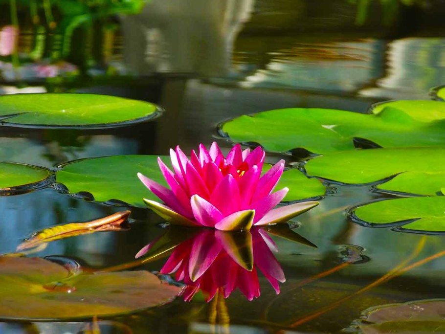 Болото Пантанал кувшинки