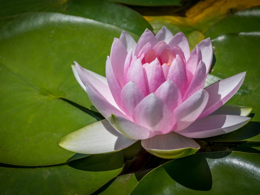 Водяная лилия nymphaea