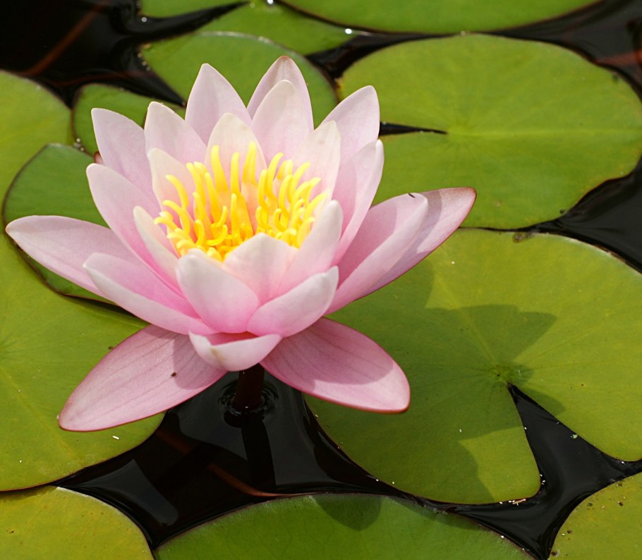 Нимфея (кувшинка) Black Princess