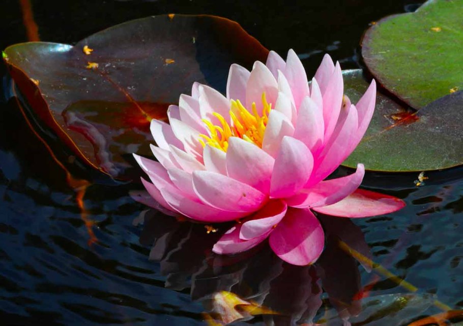 Кувшинка (нимфея) - Nymphaea