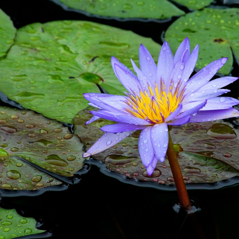 Нимфея Блэк принцесс