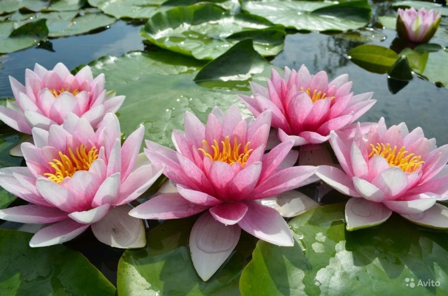 Нимфея розовая