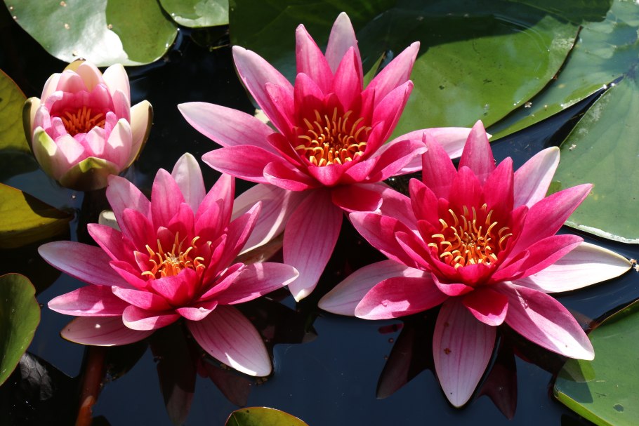 Кувшинка Nymphaea thermarum