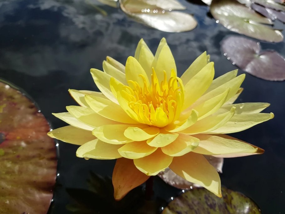 Нимфея Добени