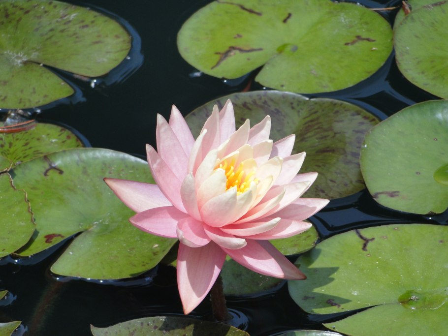 Кувшинка Nymphaea Mayla