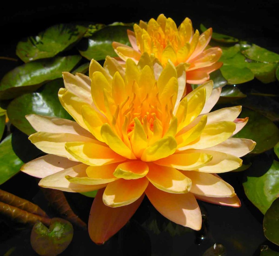 Водяная Лилия/Nymphaea