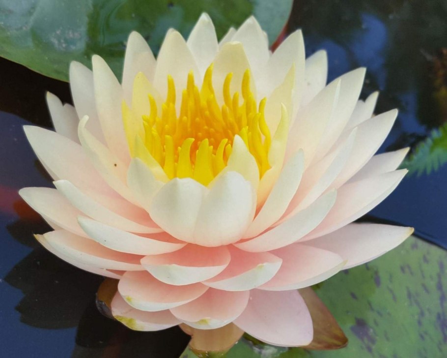 Водяная Лилия/Nymphaea