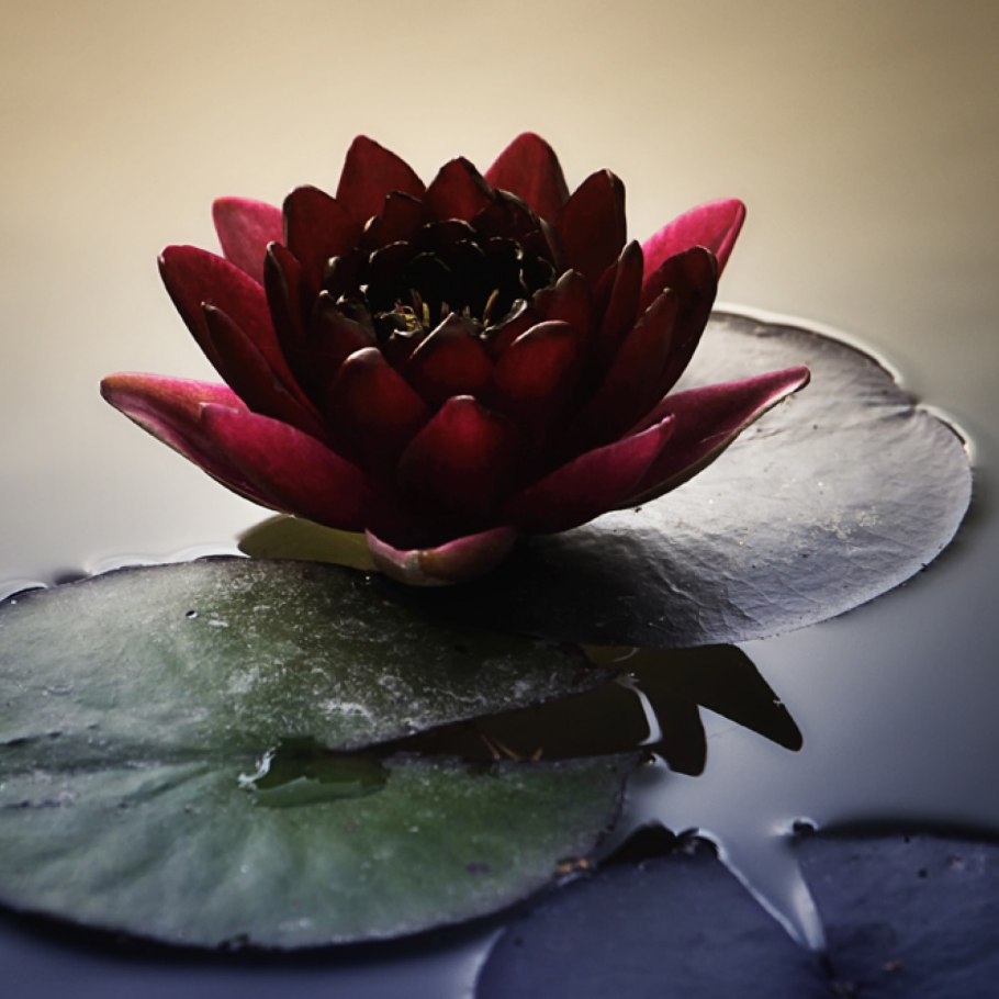 Нимфея Капская