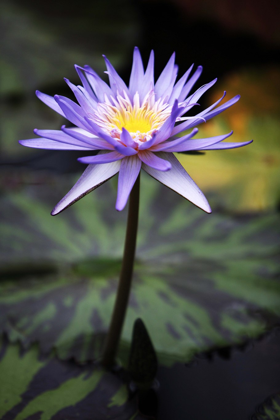 Голубой лотос (nymphaea caerulea)