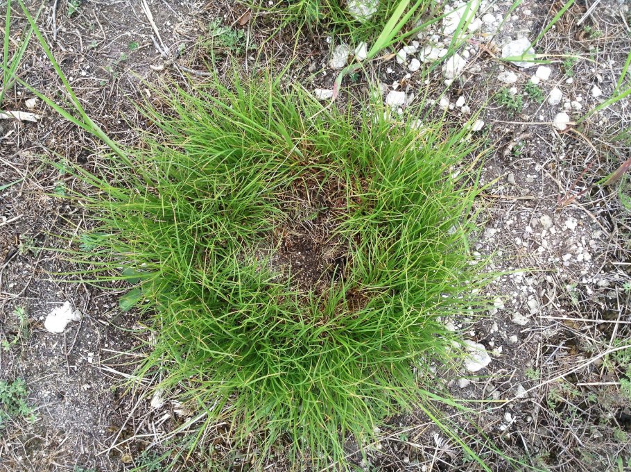 Осока Весенняя (Carex caryophyllea )
