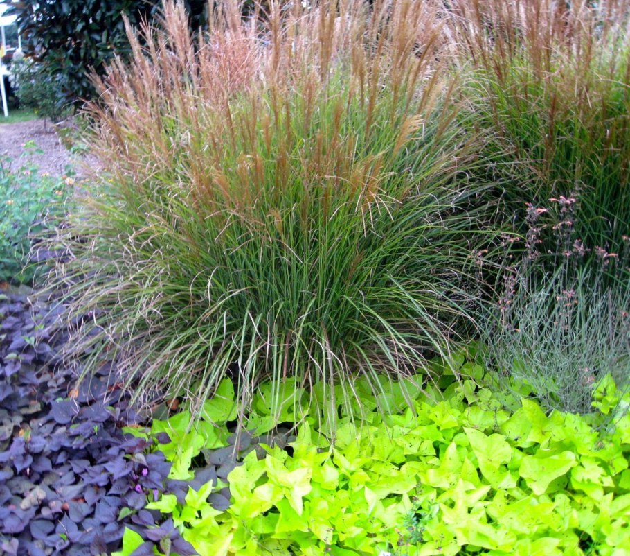Полевица белая (agrostis Alba)