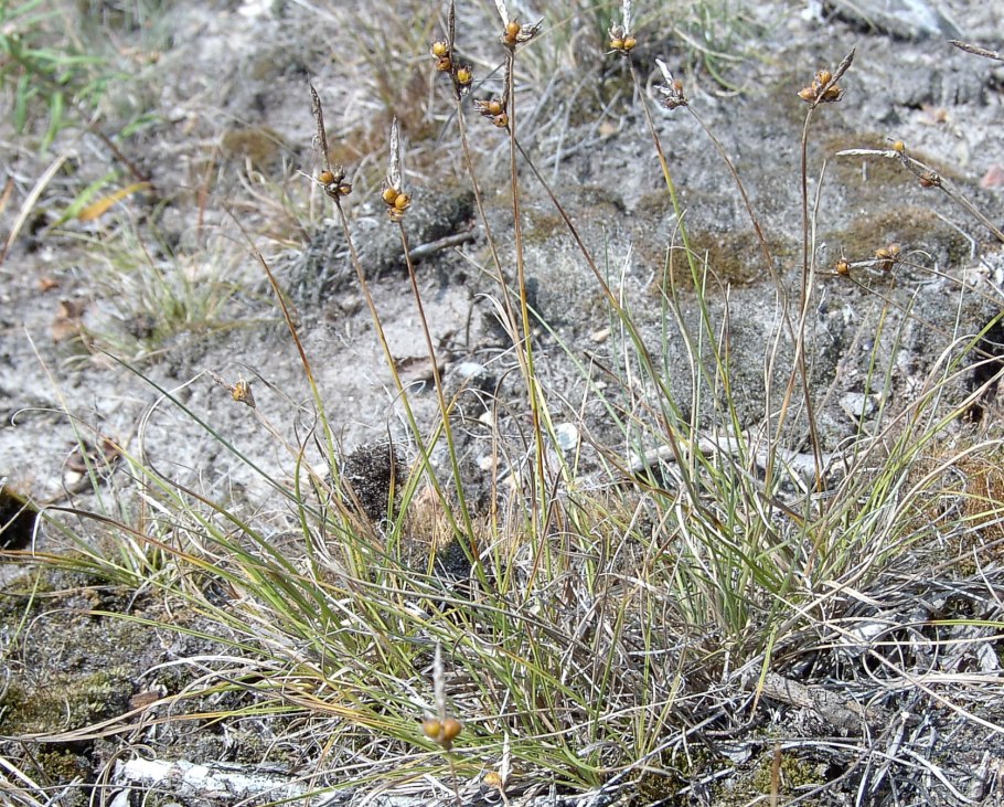 Осока отрубы