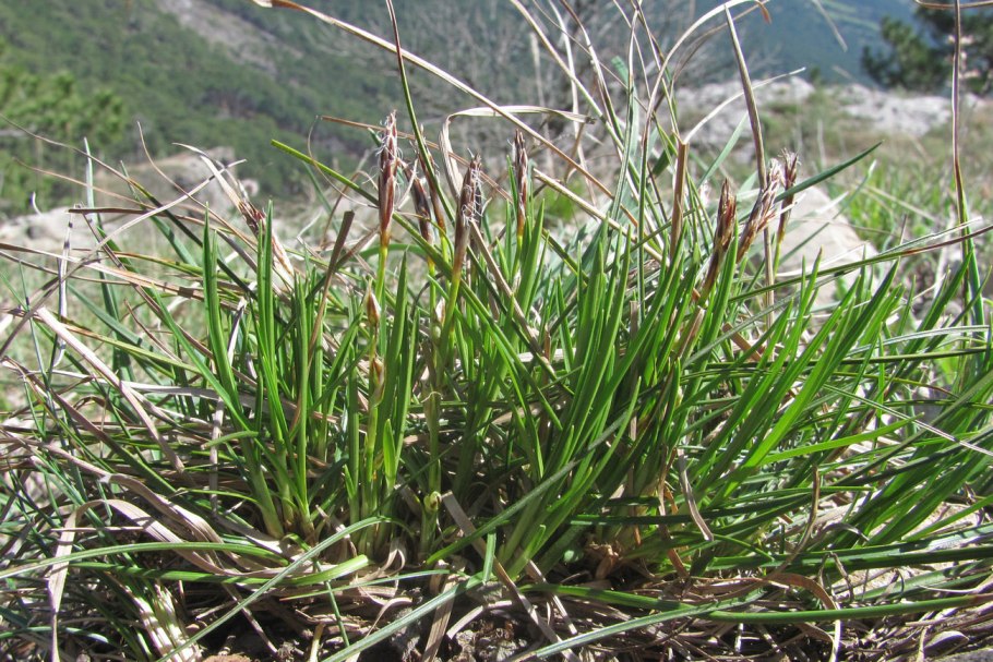 Осока низкая (Carex humilis)