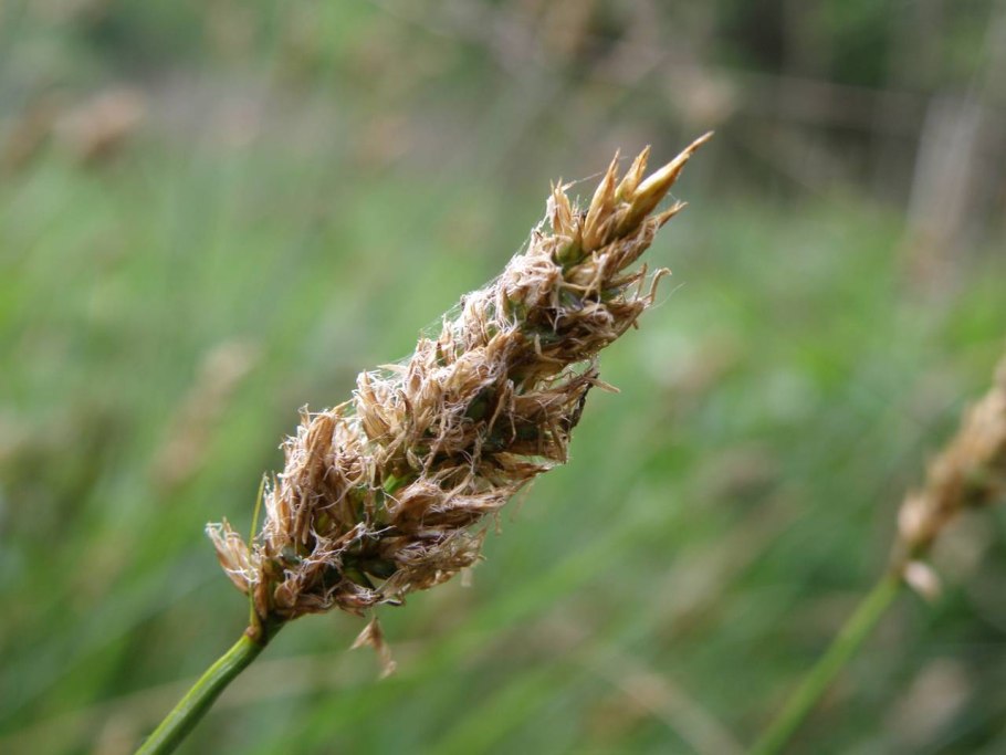 Carex leporina l.