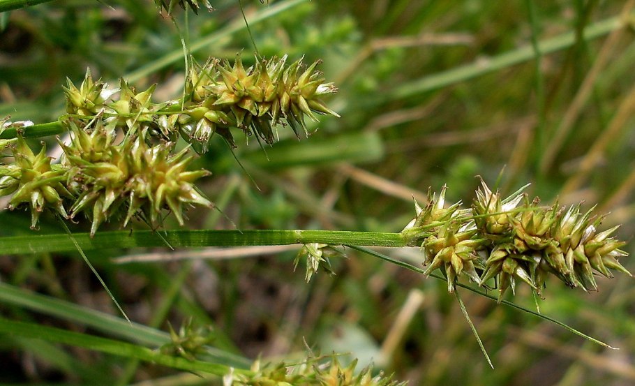 Осока Carex humilis
