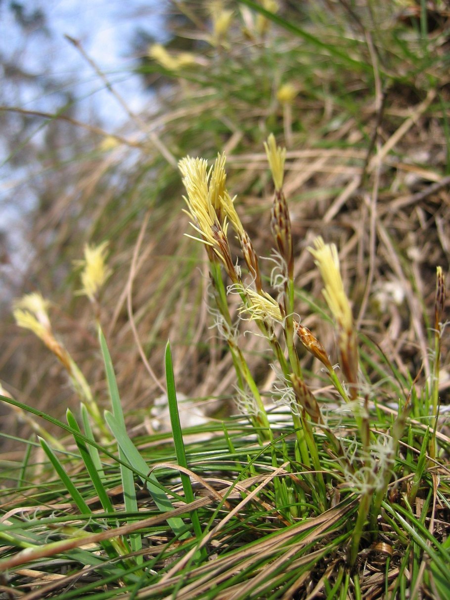 Carex ericetorum