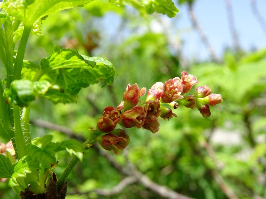 Ribes pinetorum растение