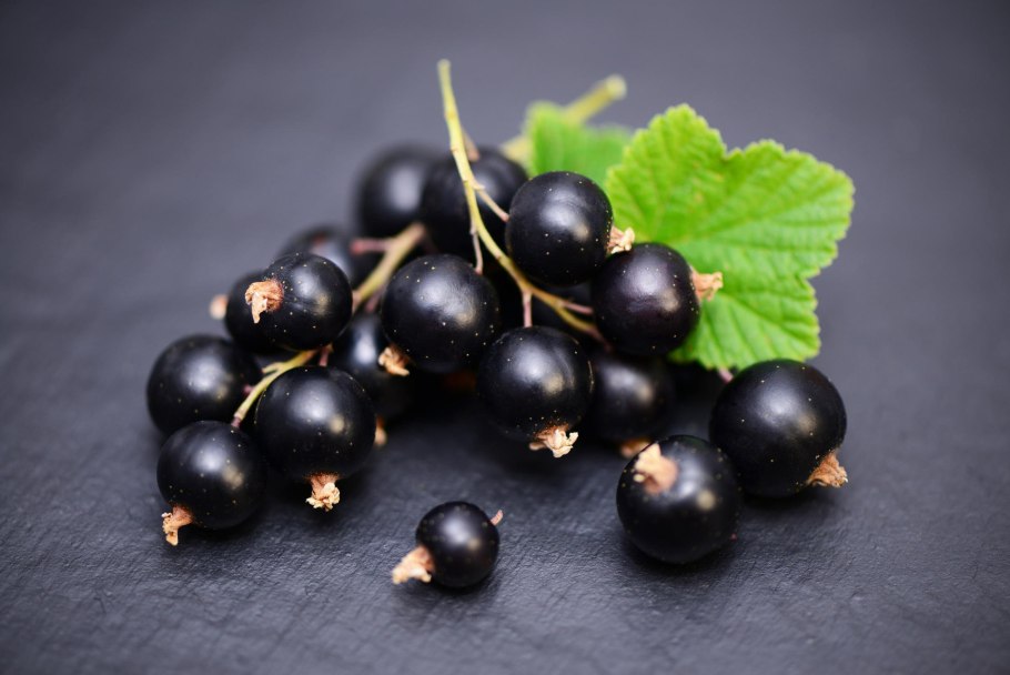 Ribes растение