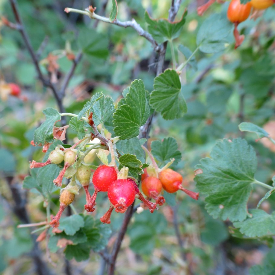 Смородина белая гроздь 23 ягоды