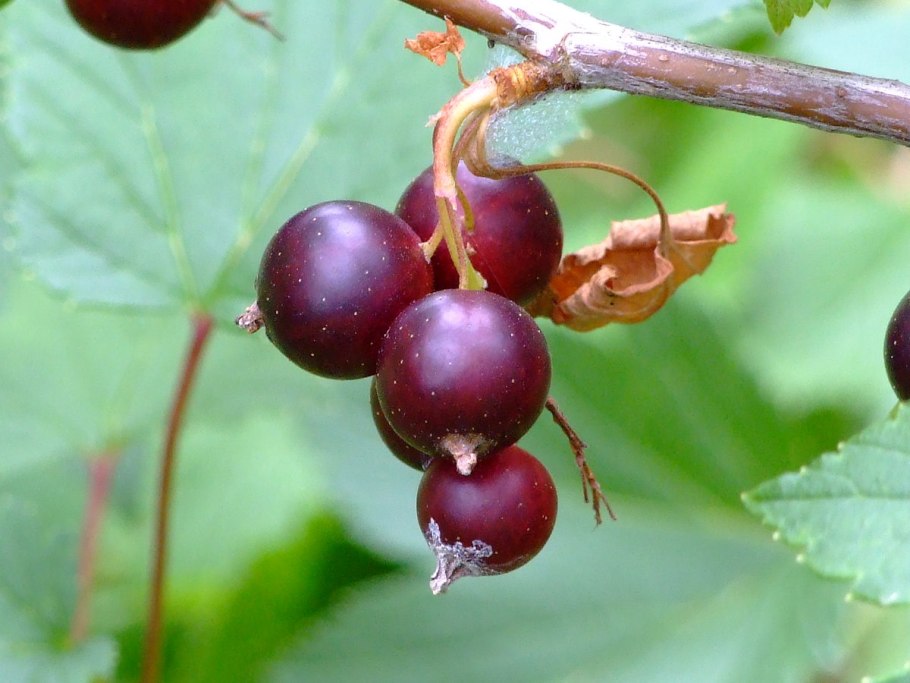 Черная смородина Каплевидная
