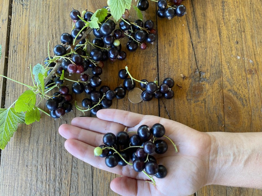 Ягодный кустарник Гойя