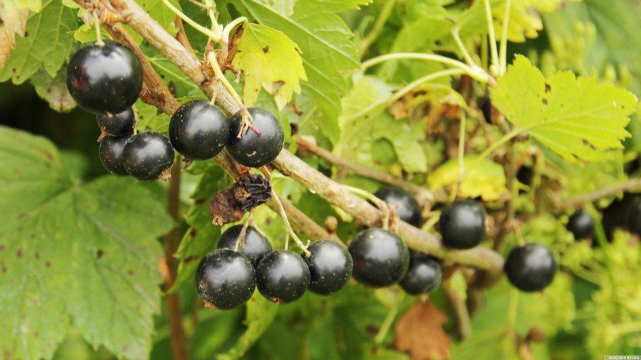 Смородина черная Пигмей