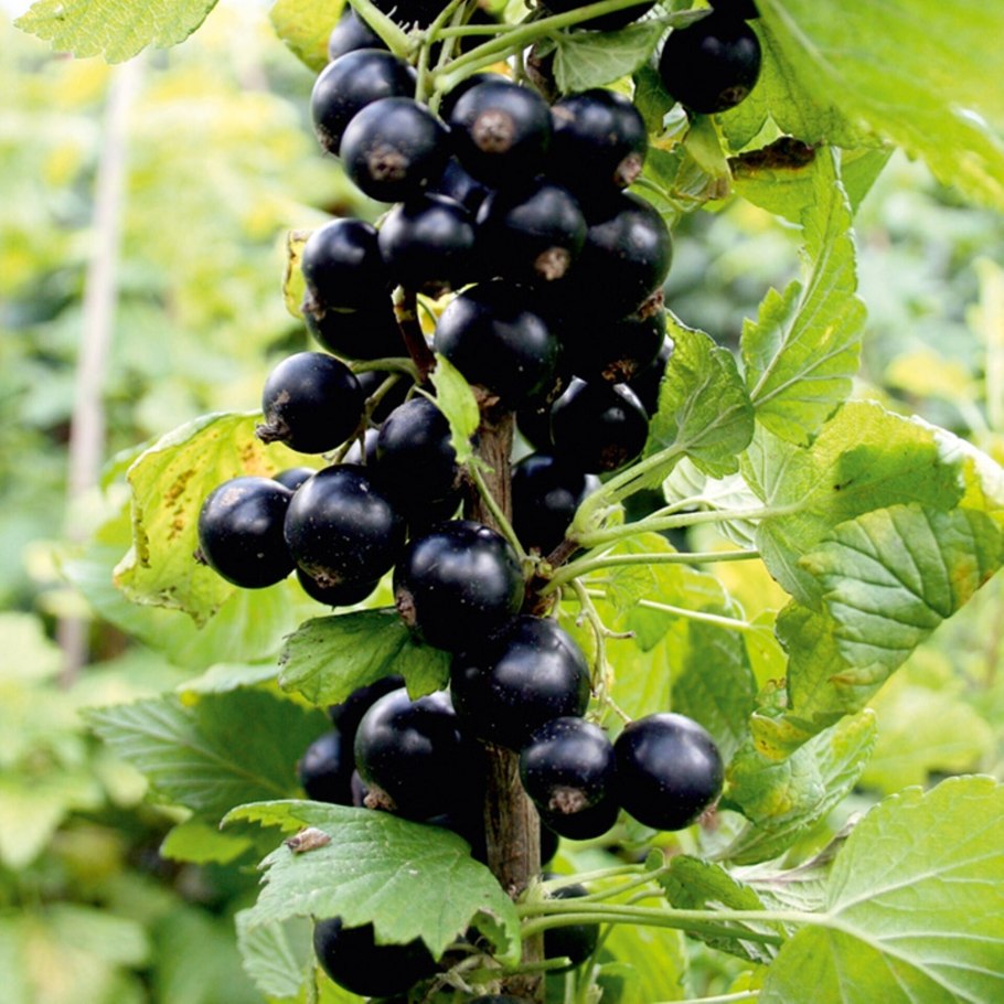 Неспелая черная смородина