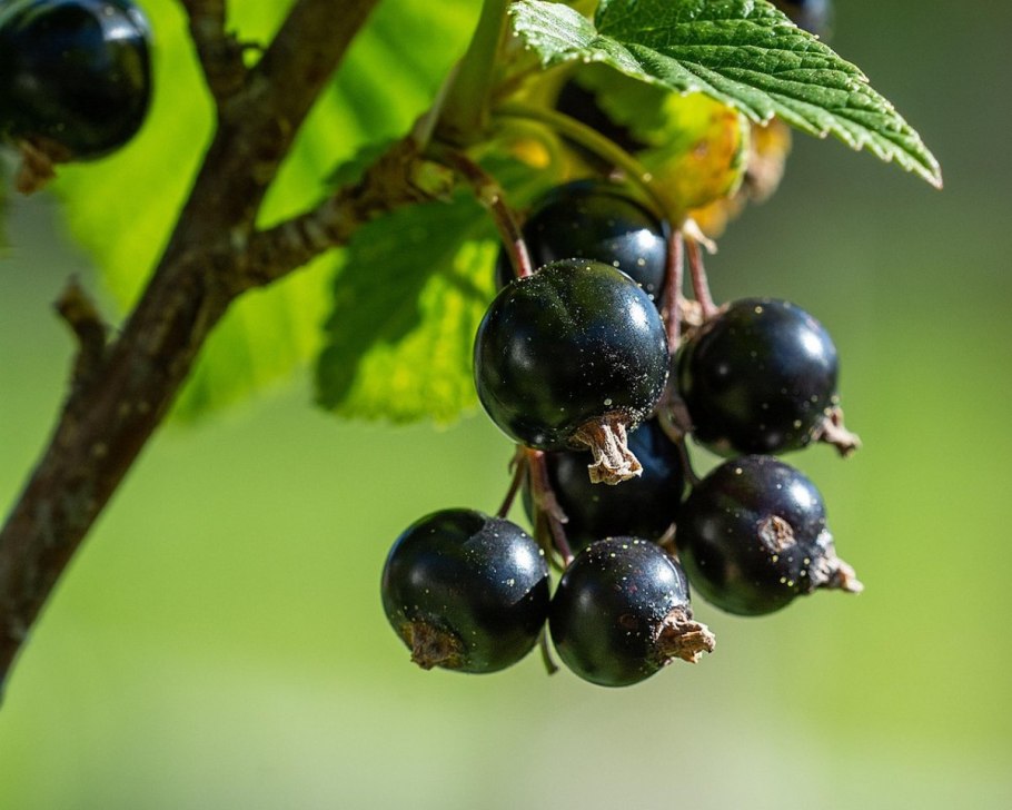 Черная смородина обои на рабочий стол