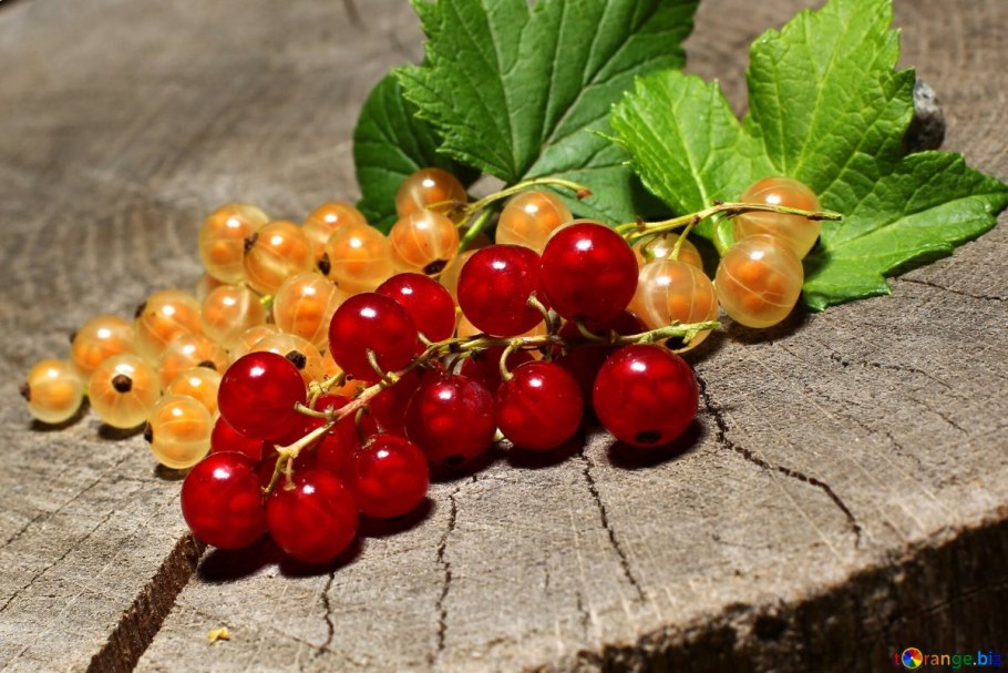 Смородина восковая ribes cereum плоды