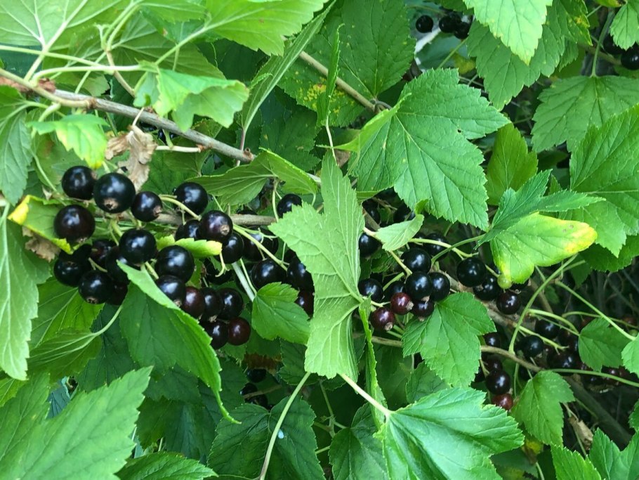 Смородина Детскосельская