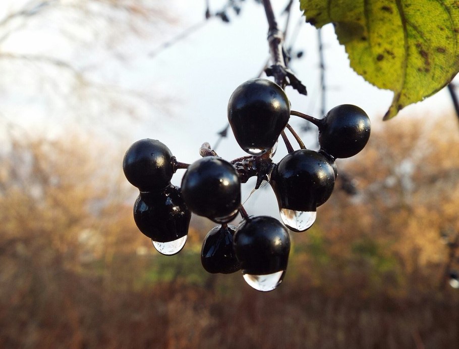 Смородина черная (ribes nigrum l.)