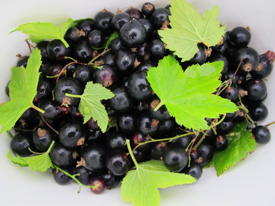 Листья красной смородины