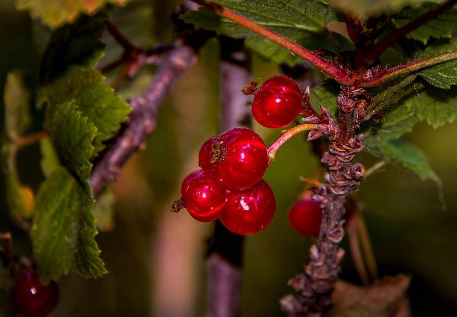 Смородина двуиглая