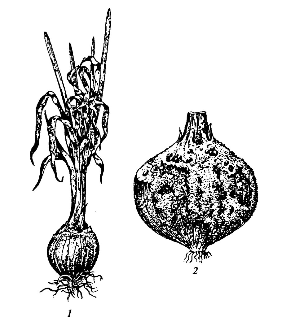 Болезнь лука мучнистая роса