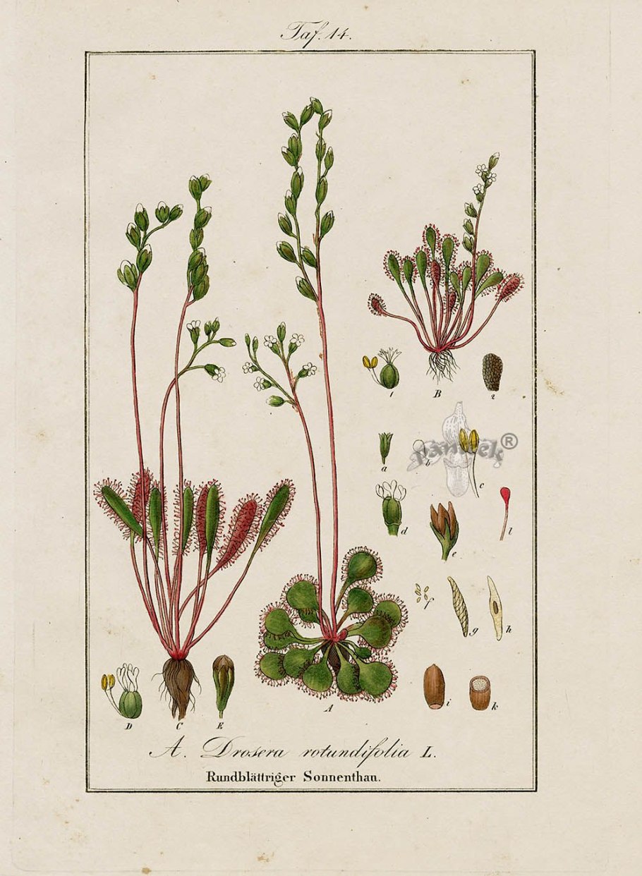 Лук Вавилова