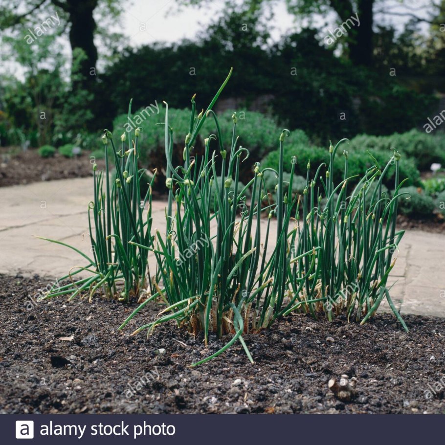 Роса ложномучнистая (пероноспороз) лука