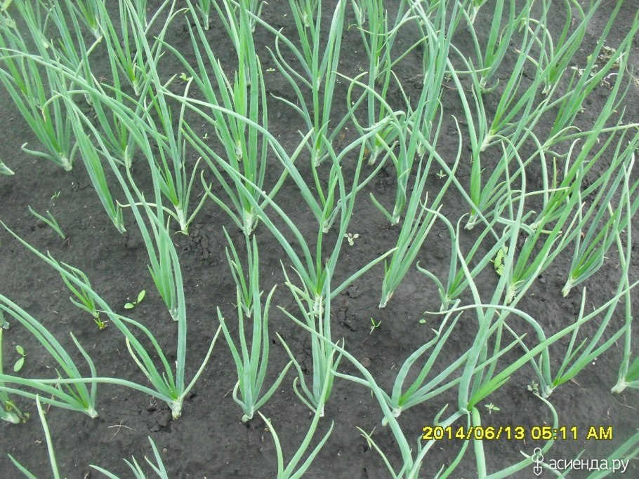 Ясеневый лук