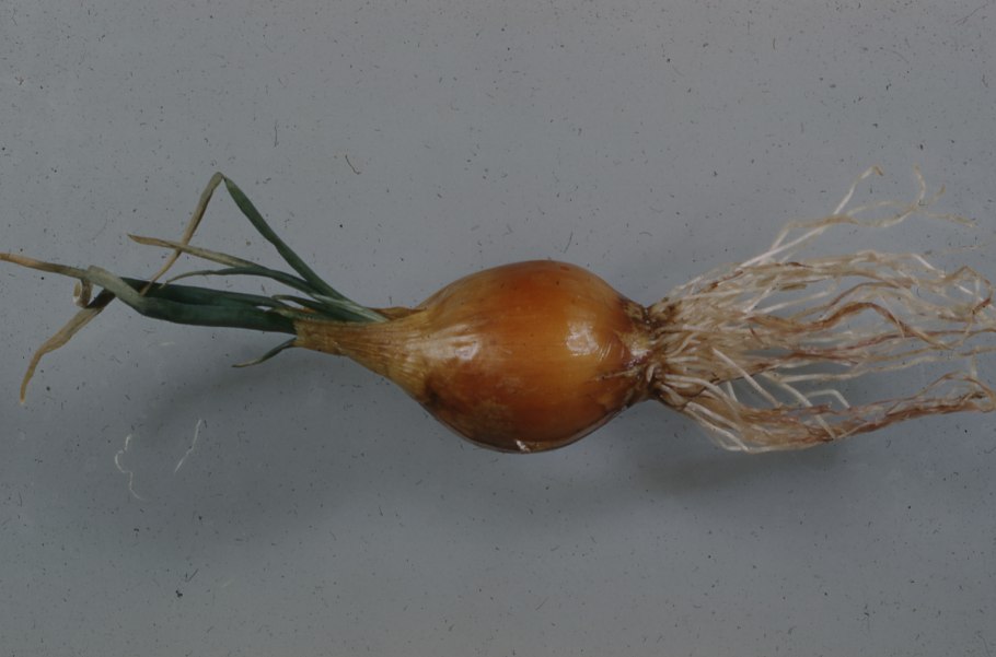 Жемчужный лук лук-порей