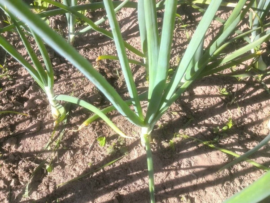 Лук Allium cernuum