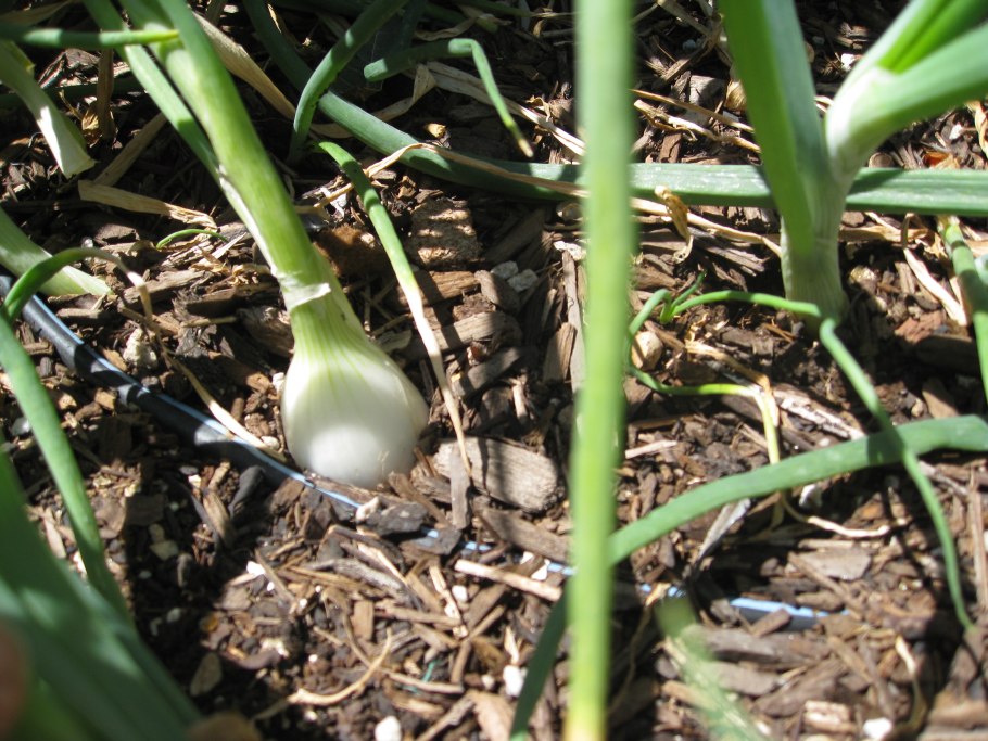 Ботанический рисунок Larix sibirica