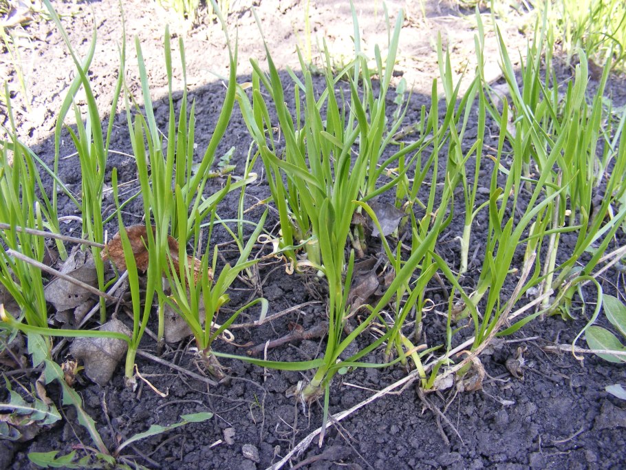 Многоярусный батун