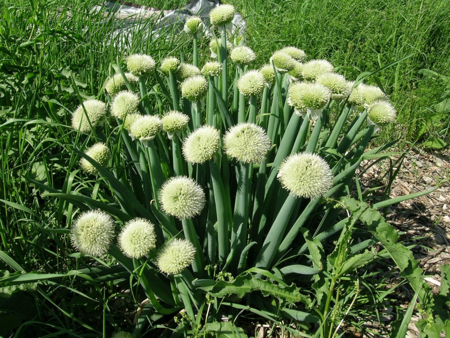 Лук семейка фиолетовый